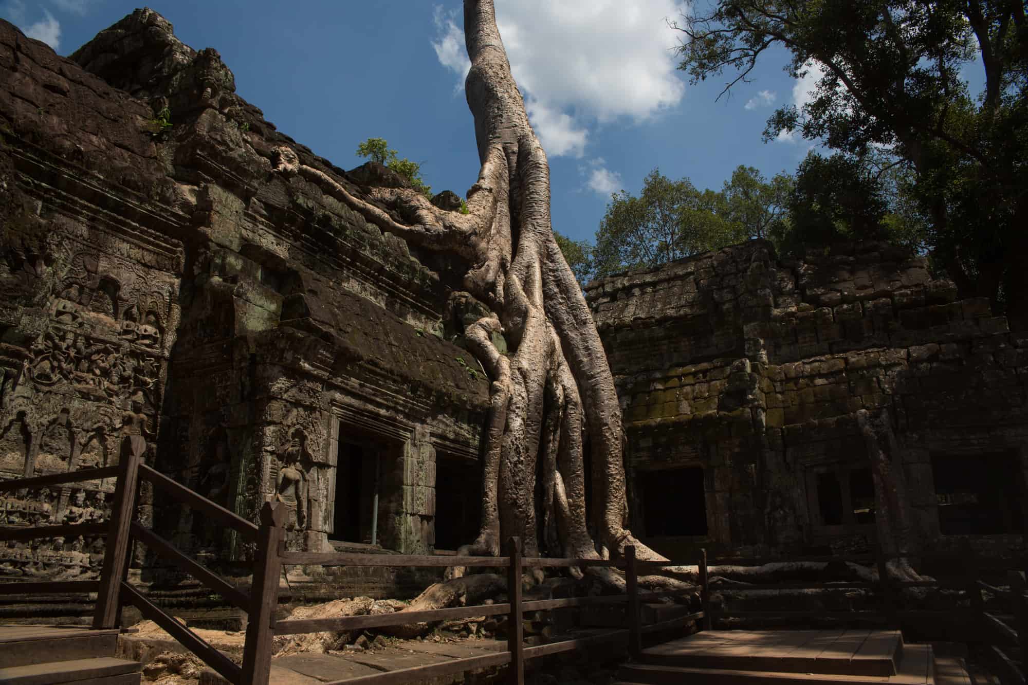 TA PROHM TEMPLE, SIEM REAP