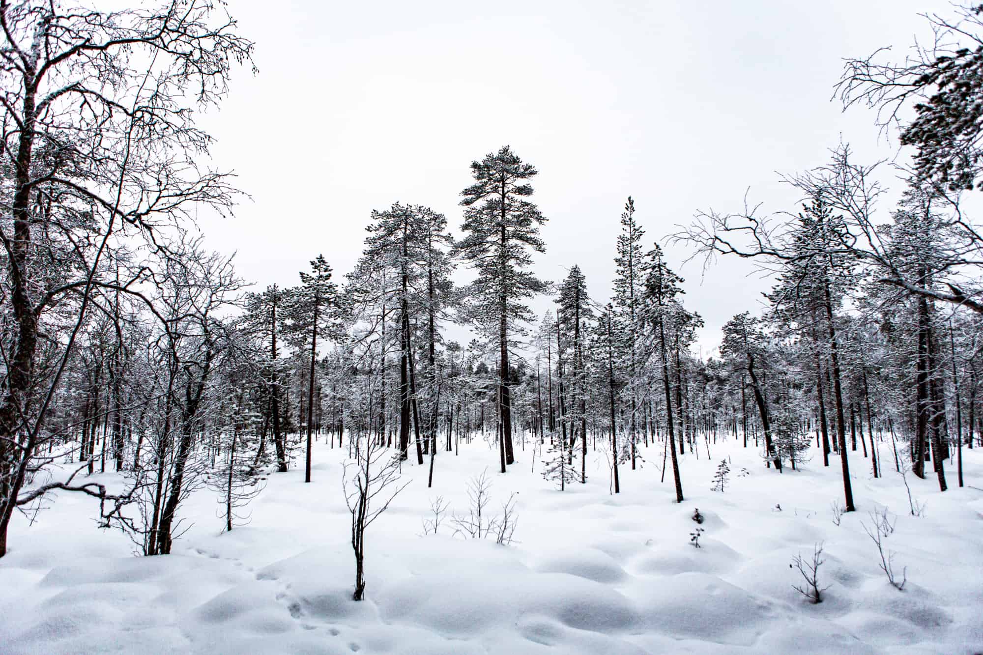 Pyhätunturi, Lapland