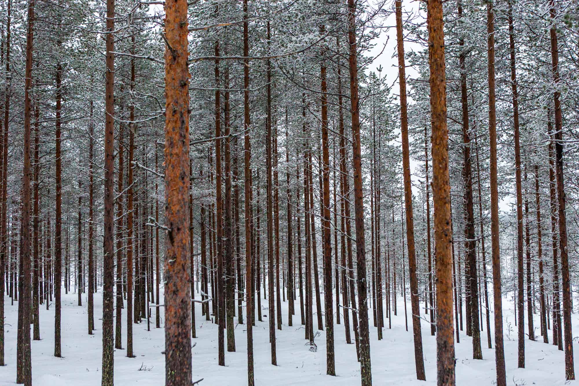 Pyhätunturi, Lapland