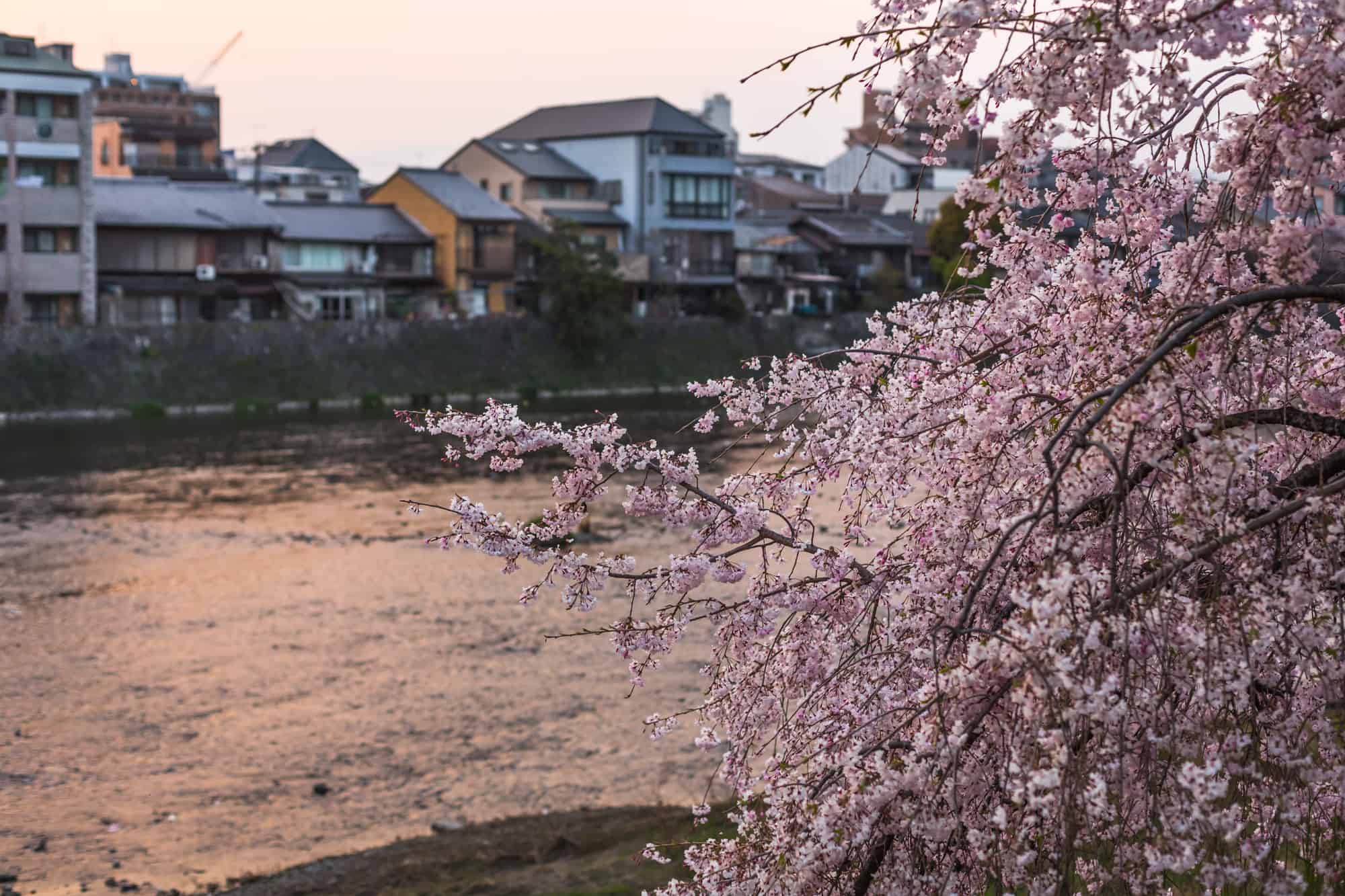 Sakura, Kamo River, Kyoto