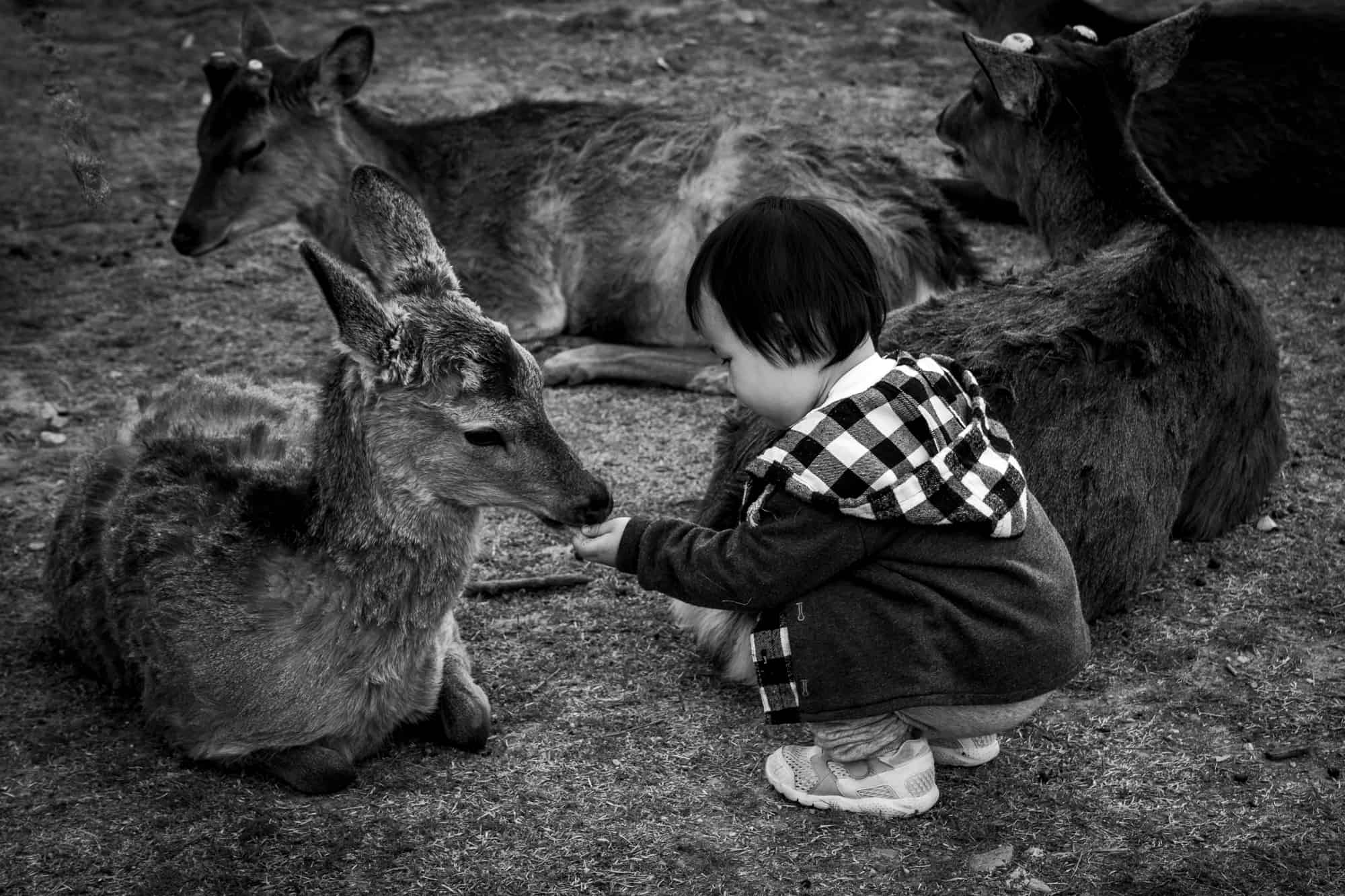 Nara deers