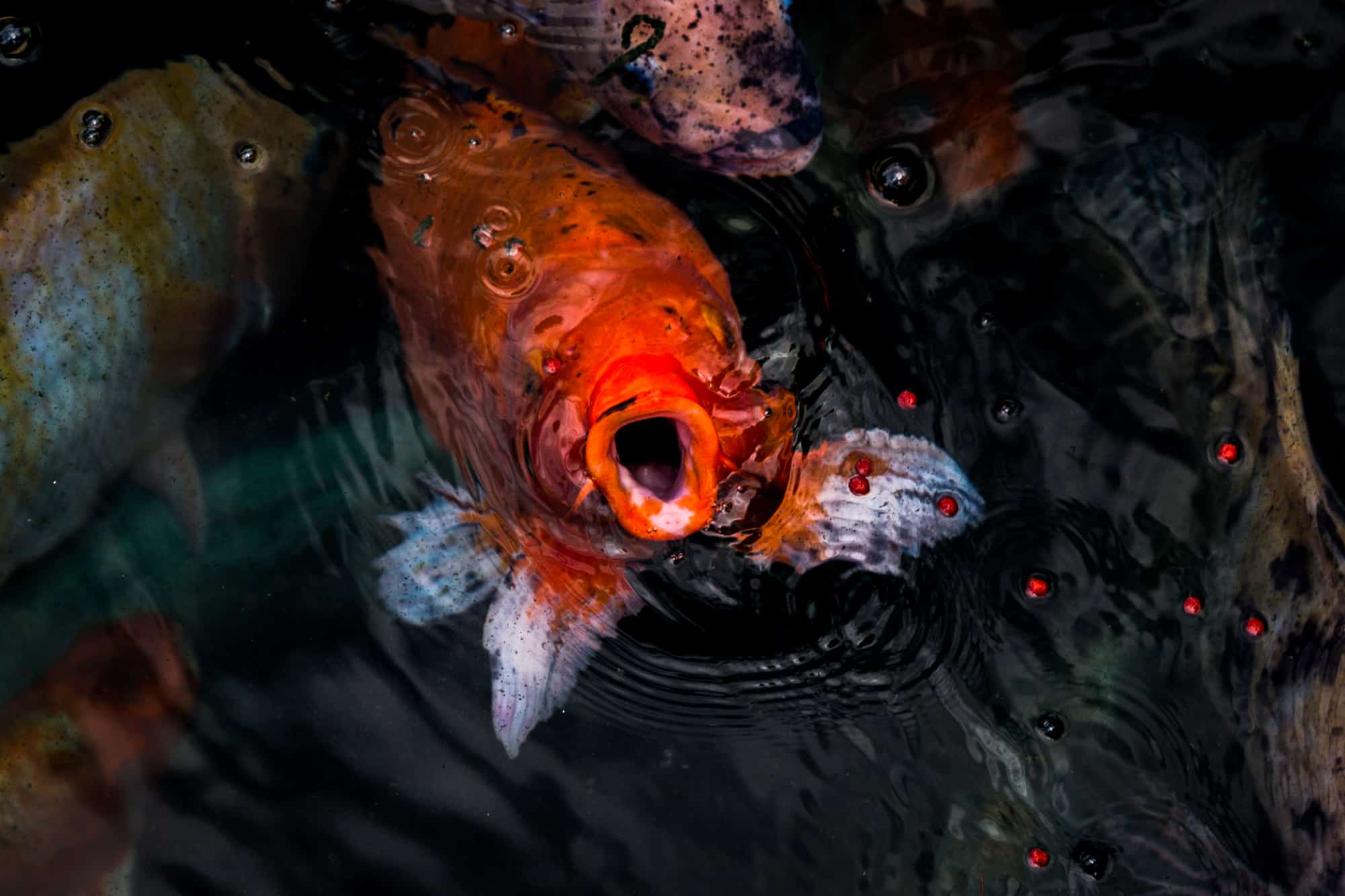 Koi fish, Bali